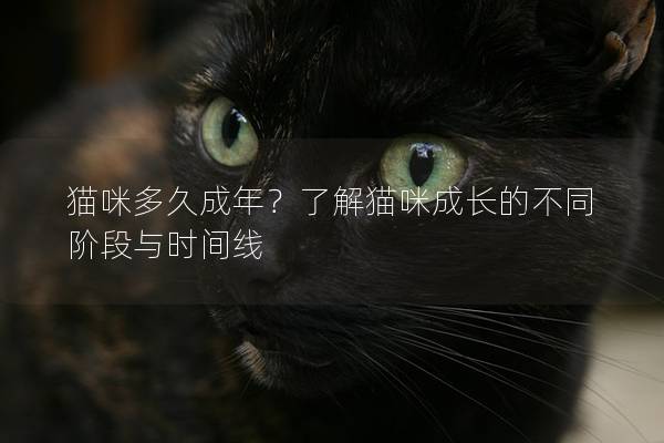 貓咪多久成年？了解貓咪成長的不同階段與時間線