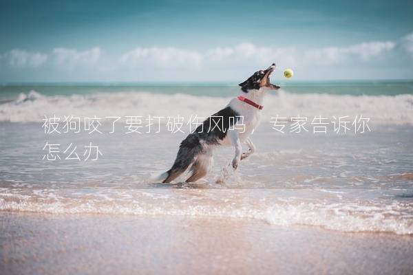 被狗咬了要打破傷風嗎，專家告訴你怎么辦