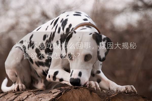 狗狗不愛吃飯怎么回事，原因大揭秘，食欲不振怎么辦？