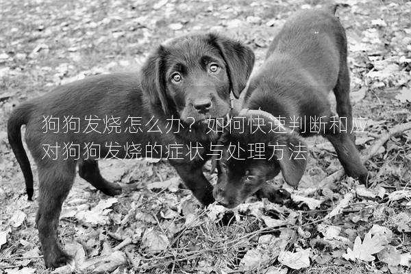狗狗發(fā)燒怎么辦?如何快速判斷和應對狗狗發(fā)燒的癥狀與處理方法 狗狗發(fā)燒怎么辦?如何快速判斷和應對狗狗發(fā)燒的癥狀與處理方法