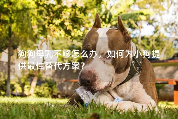 狗狗母乳不夠怎么辦，如何為小狗提供最佳替代方案？