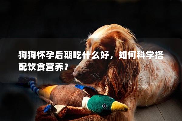 狗狗懷孕后期吃什么好，如何科學搭配飲食營養？