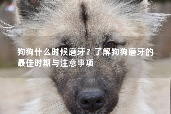 狗狗什么時候磨牙？了解狗狗磨牙的最佳時期與注意事項