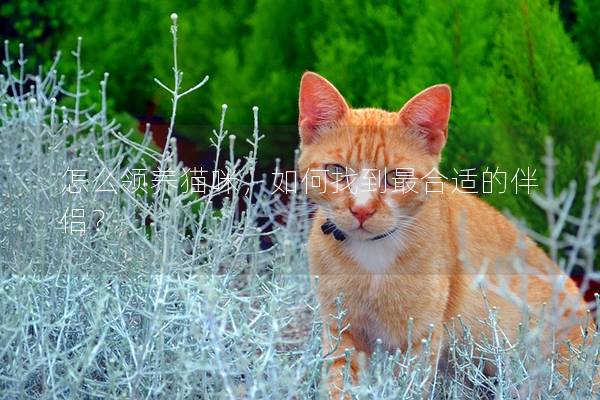 怎么領養貓咪，如何找到最合適的伴侶？