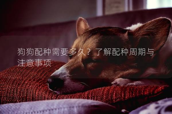 狗狗配種需要多久？了解配種周期與注意事項(xiàng)