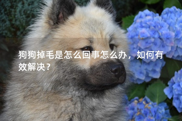 狗狗掉毛是怎么回事怎么辦,如何有效解決? 狗狗掉毛是怎么回事怎么辦,如何有效解決?