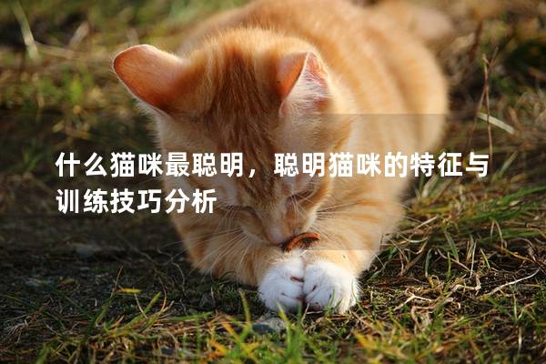 什么貓咪最聰明，聰明貓咪的特征與訓(xùn)練技巧分析