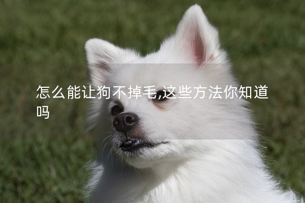 怎么能讓狗不掉毛,這些方法你知道嗎