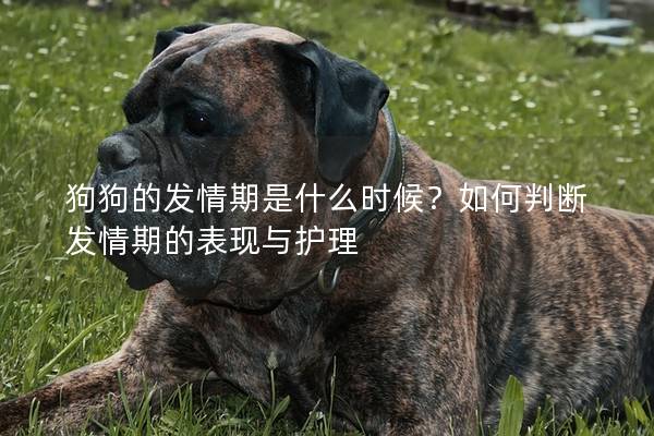 狗狗的發情期是什么時候？如何判斷發情期的表現與護理