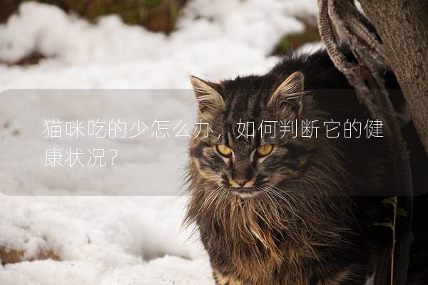 貓咪吃的少怎么辦，如何判斷它的健康狀況？