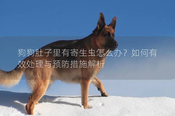 狗狗肚子里有寄生蟲怎么辦？如何有效處理與預防措施解析