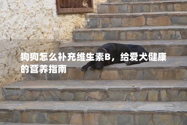 狗狗怎么補(bǔ)充維生素B，給愛犬健康的營養(yǎng)指南