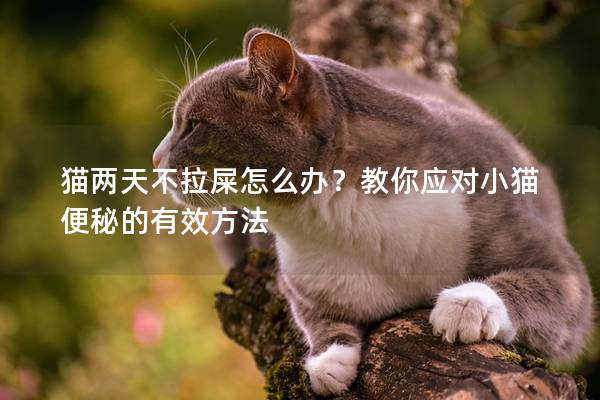 貓兩天不拉屎怎么辦？教你應(yīng)對小貓便秘的有效方法