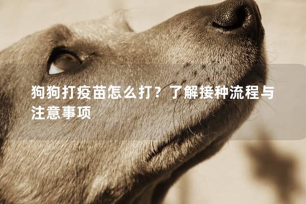 狗狗打疫苗怎么打？了解接種流程與注意事項
