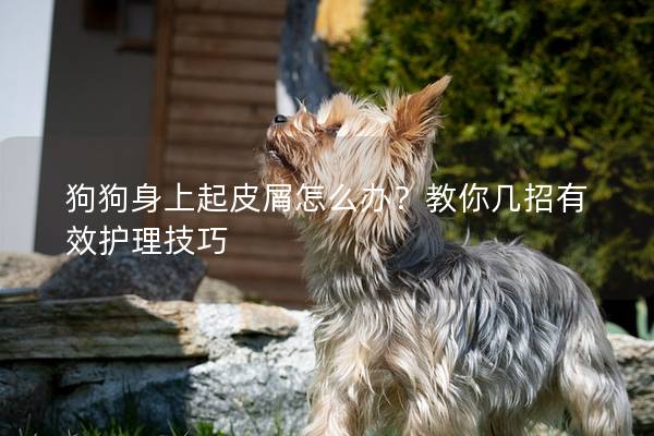 狗狗身上起皮屑怎么辦？教你幾招有效護理技巧