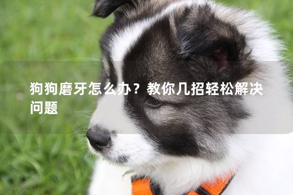狗狗磨牙怎么辦？教你幾招輕松解決問題