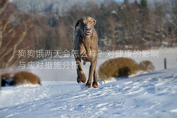 狗狗餓兩天會怎么樣？對健康的影響與應對措施分析