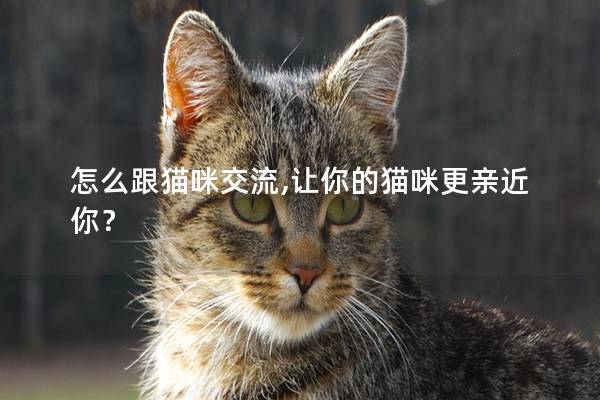 怎么跟貓咪交流,讓你的貓咪更親近你？