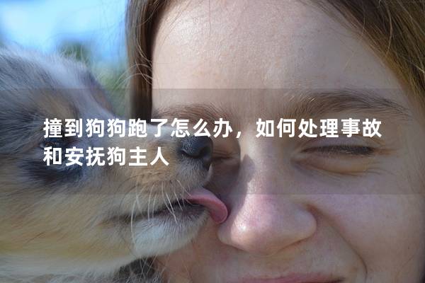 撞到狗狗跑了怎么辦，如何處理事故和安撫狗主人