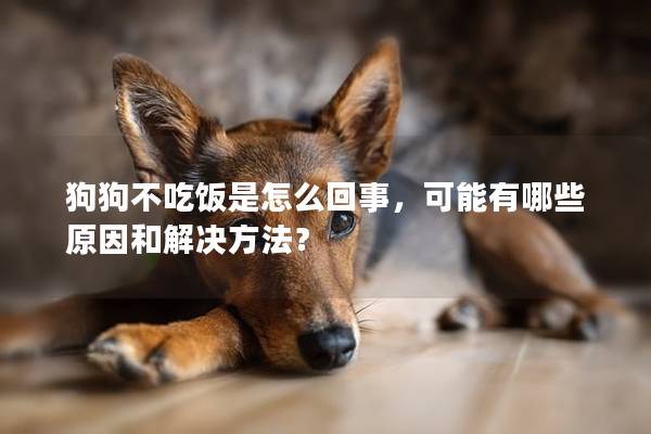 狗狗不吃飯是怎么回事，可能有哪些原因和解決方法？