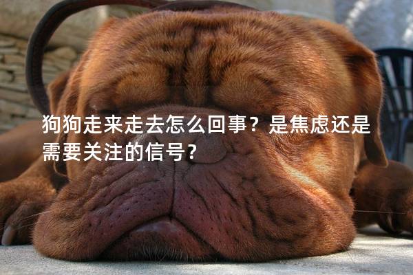 狗狗走來(lái)走去怎么回事？是焦慮還是需要關(guān)注的信號(hào)？