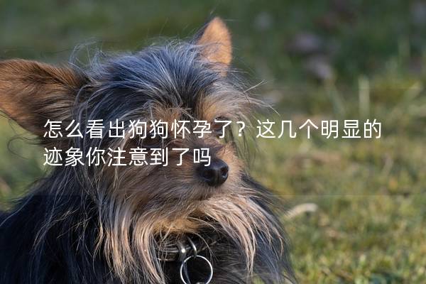 怎么看出狗狗懷孕了？這幾個明顯的跡象你注意到了嗎