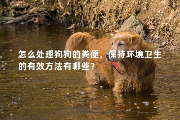 怎么處理狗狗的糞便，保持環(huán)境衛(wèi)生的有效方法有哪些？