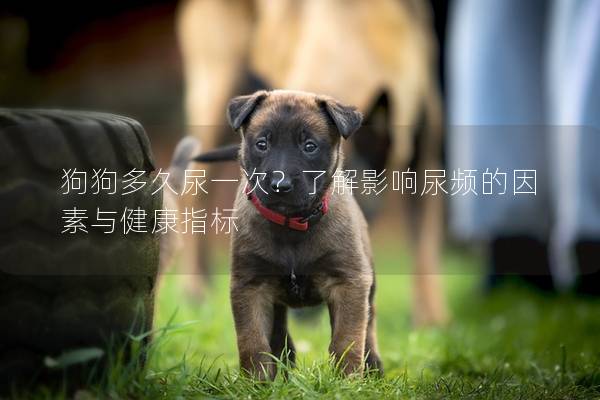 狗狗多久尿一次？了解影響尿頻的因素與健康指標