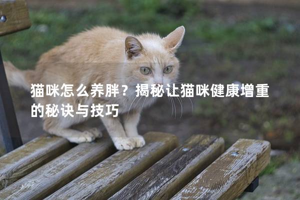 貓咪怎么養(yǎng)胖?揭秘讓貓咪健康增重的秘訣與技巧 貓咪怎么養(yǎng)胖?揭秘讓貓咪健康增重的秘訣與技巧