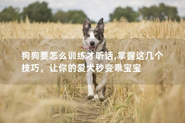 狗狗要怎么訓(xùn)練才聽話,掌握這幾個技巧,讓你的愛犬秒變乖寶寶 狗狗要怎么訓(xùn)練才聽話,掌握這幾個技巧,讓你的愛犬秒變乖寶寶