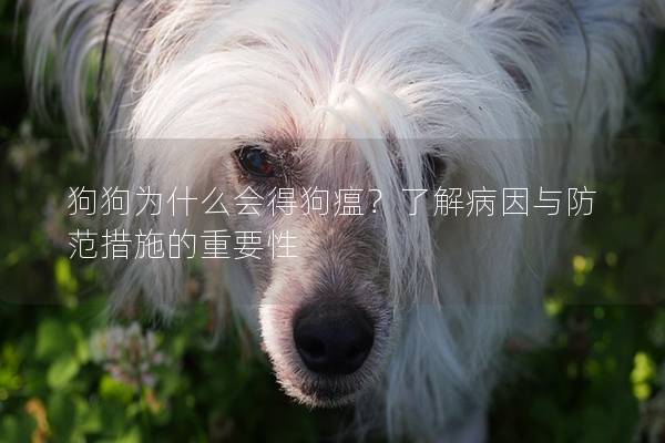 狗狗為什么會(huì)得狗瘟？了解病因與防范措施的重要性