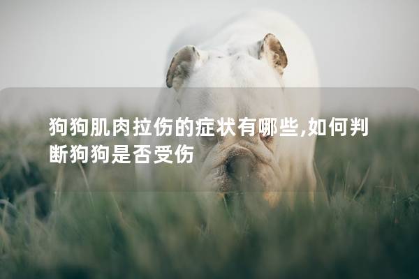 狗狗肌肉拉傷的癥狀有哪些,如何判斷狗狗是否受傷