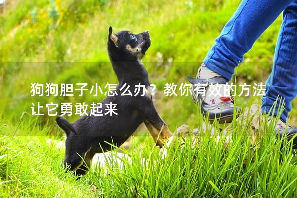 狗狗膽子小怎么辦？教你有效的方法讓它勇敢起來