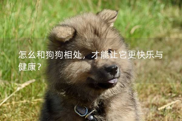 怎么和狗狗相處，才能讓它更快樂與健康？