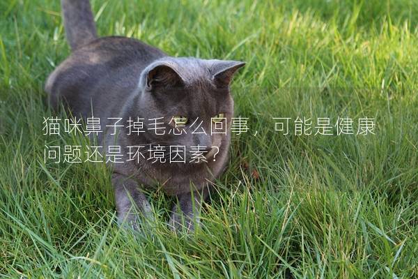 貓咪鼻子掉毛怎么回事,可能是健康問題還是環境因素? 貓咪鼻子掉毛怎么回事,可能是健康問題還是環境因素?