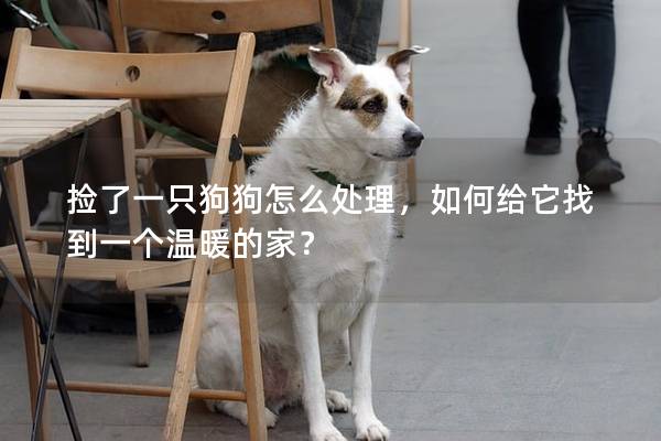 撿了一只狗狗怎么處理，如何給它找到一個溫暖的家？