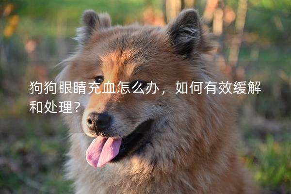 狗狗眼睛充血怎么辦，如何有效緩解和處理？