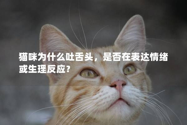 貓咪為什么吐舌頭，是否在表達情緒或生理反應？