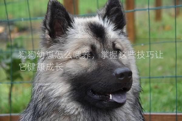 狗狗幼崽怎么喂養(yǎng)，掌握這些技巧讓它健康成長