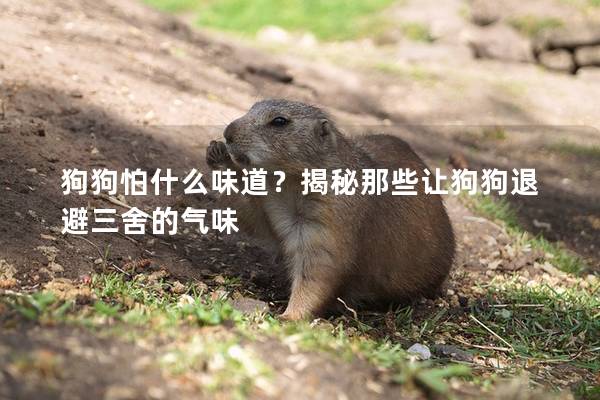 狗狗怕什么味道？揭秘那些讓狗狗退避三舍的氣味