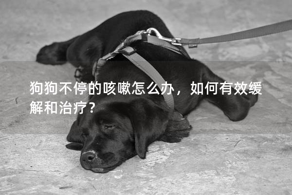 狗狗不停的咳嗽怎么辦，如何有效緩解和治療？