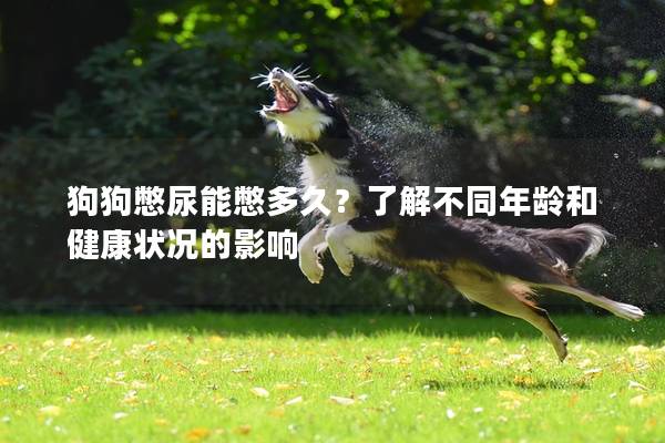 狗狗憋尿能憋多久?了解不同年齡和健康狀況的影響 狗狗憋尿能憋多久?了解不同年齡和健康狀況的影響
