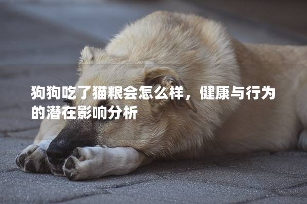 狗狗吃了貓糧會怎么樣，健康與行為的潛在影響分析