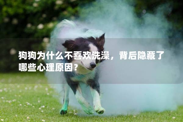 狗狗為什么不喜歡洗澡，背后隱藏了哪些心理原因？