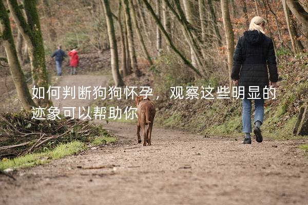 如何判斷狗狗懷孕，觀察這些明顯的跡象可以幫助你