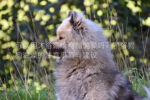 可以用沐浴露給狗狗洗澡嗎？了解狗狗洗澡的注意事項與建議