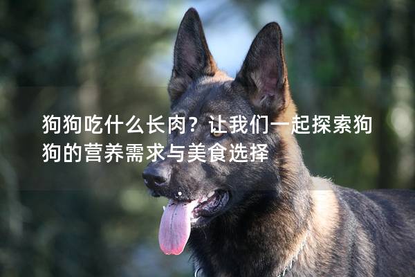 狗狗吃什么長肉？讓我們一起探索狗狗的營養需求與美食選擇