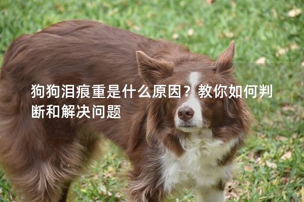 狗狗淚痕重是什么原因？教你如何判斷和解決問題