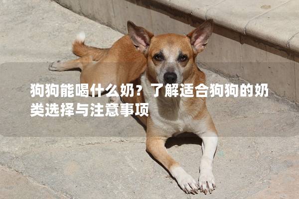 狗狗能喝什么奶？了解適合狗狗的奶類選擇與注意事項