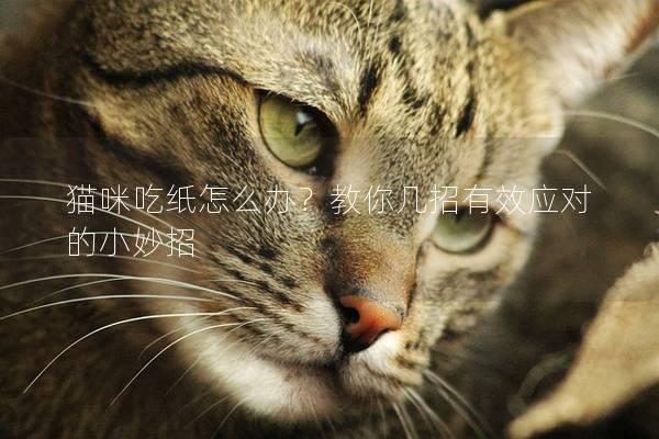 貓咪吃紙怎么辦？教你幾招有效應對的小妙招